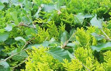 When to cut your hedges?
